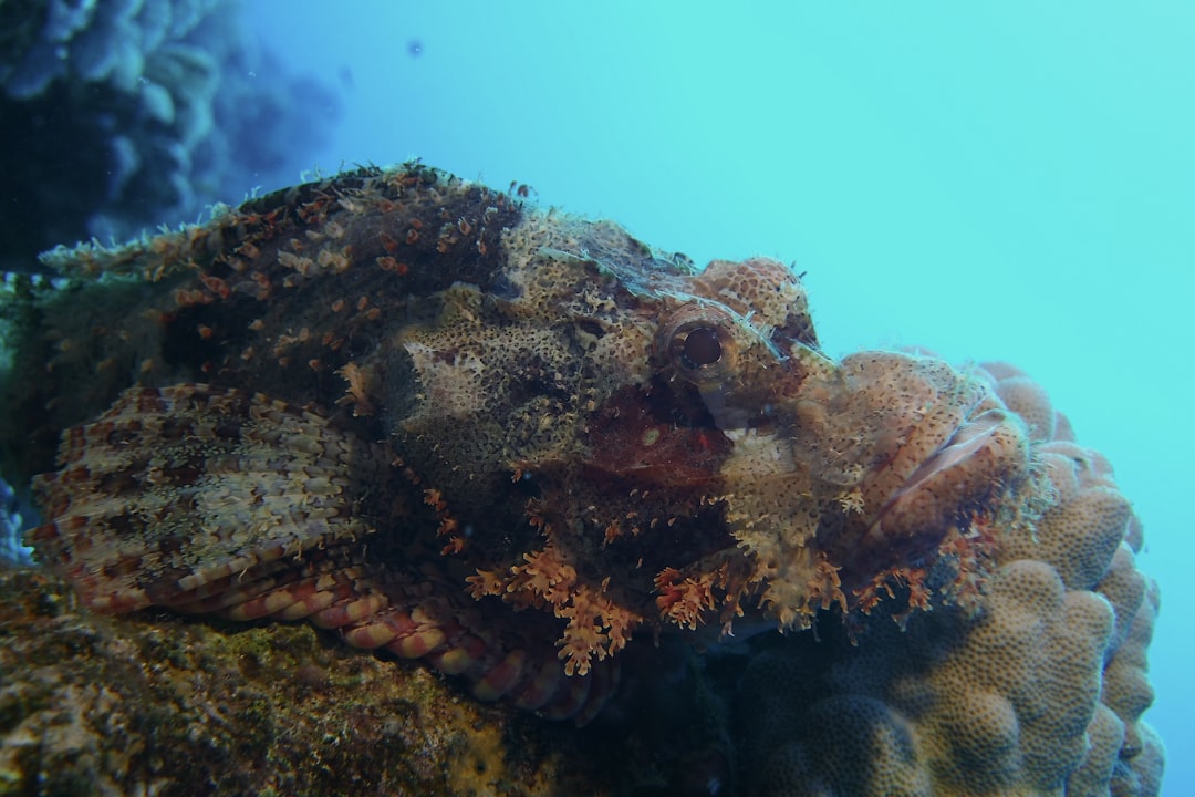 Fish Shell 4.0: A Deep Dive into the Landmark Rust Port and What It Means for Linux Users